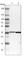 Malate dehydrogenase, mitochondrial antibody, HPA019714, Atlas Antibodies, Western Blot image 
