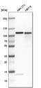 DNA Topoisomerase I antibody, HPA019039, Atlas Antibodies, Western Blot image 