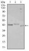 CEBPA antibody, NBP2-37497, Novus Biologicals, Western Blot image 
