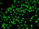 Methylphosphate Capping Enzyme antibody, A7121, ABclonal Technology, Immunofluorescence image 