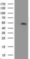 Amyloid Beta Precursor Protein Binding Family B Member 3 antibody, NBP2-01367, Novus Biologicals, Western Blot image 