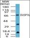 Dual specificity protein phosphatase 16 antibody, orb87640, Biorbyt, Western Blot image 