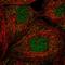 Pellino E3 Ubiquitin Protein Ligase Family Member 3 antibody, HPA062281, Atlas Antibodies, Immunocytochemistry image 