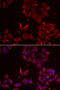 Methionine Sulfoxide Reductase A antibody, 14-437, ProSci, Immunofluorescence image 