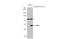 Guanylate-binding protein 5 antibody, GTX118635, GeneTex, Western Blot image 