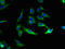 Potassium Calcium-Activated Channel Subfamily M Alpha 1 antibody, LS-C395580, Lifespan Biosciences, Immunofluorescence image 