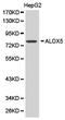 Cadherin 17 antibody, LS-C193081, Lifespan Biosciences, Western Blot image 