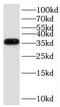 G Protein Subunit Beta 3 antibody, FNab03540, FineTest, Western Blot image 