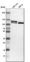DNA Ligase 3 antibody, HPA006723, Atlas Antibodies, Western Blot image 