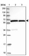 General Transcription Factor IIH Subunit 1 antibody, NBP2-38556, Novus Biologicals, Western Blot image 
