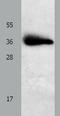 Phospholipid Phosphatase 1 antibody, TA322830, Origene, Western Blot image 