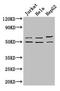 YTH N6-Methyladenosine RNA Binding Protein 2 antibody, LS-C398197, Lifespan Biosciences, Western Blot image 
