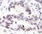 Pyrin Domain Containing 1 antibody, IHC-00019, Bethyl Labs, Immunohistochemistry frozen image 