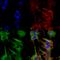 Protocadherin Gamma Subfamily B, 2 antibody, SMC-452D-FITC, StressMarq, Immunofluorescence image 