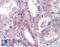 BRCA1/BRCA2-Containing Complex Subunit 3 antibody, LS-B3588, Lifespan Biosciences, Immunohistochemistry frozen image 