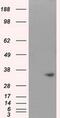 Nitrilase 1 antibody, MA5-25068, Invitrogen Antibodies, Western Blot image 
