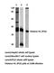Histone H1.0 antibody, AP21050PU-N, Origene, Western Blot image 