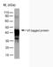 Non-structural protein V antibody, MCA2895F, Bio-Rad (formerly AbD Serotec) , Flow Cytometry image 