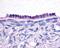 COP9 Signalosome Subunit 5 antibody, GTX70205, GeneTex, Immunohistochemistry frozen image 