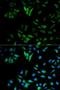 Enolase 1 antibody, LS-C331216, Lifespan Biosciences, Immunofluorescence image 