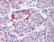 Potassium Voltage-Gated Channel Subfamily J Member 6 antibody, TA318841, Origene, Immunohistochemistry frozen image 