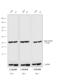 Rat IgG Isotype Control antibody, A18925, Invitrogen Antibodies, Western Blot image 