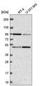 Poly(ADP-Ribose) Polymerase Family Member 9 antibody, HPA066708, Atlas Antibodies, Western Blot image 