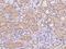 Cilia And Flagella Associated Protein 161 antibody, 204659-T08, Sino Biological, Immunohistochemistry paraffin image 