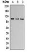 Cation Channel Sperm Associated 1 antibody, LS-C354309, Lifespan Biosciences, Western Blot image 