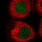 Centromere Protein B antibody, HPA054405, Atlas Antibodies, Immunofluorescence image 
