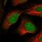 LSM11, U7 Small Nuclear RNA Associated antibody, HPA039587, Atlas Antibodies, Immunofluorescence image 