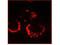 Replicase polyprotein 1a antibody, AT008, Boster Biological Technology, Immunofluorescence image 