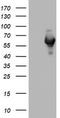 NGFI-A Binding Protein 1 antibody, LS-C789710, Lifespan Biosciences, Western Blot image 