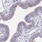 Cilia And Flagella Associated Protein 206 antibody, PA5-60860, Invitrogen Antibodies, Immunohistochemistry frozen image 