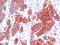 Cytokeratin antibody, orb389029, Biorbyt, Immunohistochemistry paraffin image 