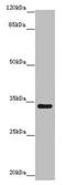 Intraflagellar Transport 46 antibody, LS-C678289, Lifespan Biosciences, Western Blot image 