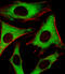 60S acidic ribosomal protein P0-like antibody, A18823, Boster Biological Technology, Immunofluorescence image 