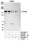 Dedicator of cytokinesis protein 2 antibody, A305-399A, Bethyl Labs, Immunoprecipitation image 
