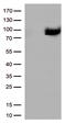 DNA repair protein XRCC1 antibody, TA500886, Origene, Western Blot image 