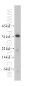 C-Type Lectin Domain Family 1 Member A antibody, 13394-1-AP, Proteintech Group, Western Blot image 