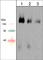 Semaphorin 4D antibody, SM1881, ECM Biosciences, Western Blot image 