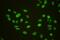 Ubiquitin Specific Peptidase 7 antibody, M01239-1, Boster Biological Technology, Immunofluorescence image 