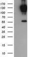 Protocadherin 7 antibody, M09495, Boster Biological Technology, Western Blot image 