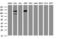 Splicing Factor 3a Subunit 1 antibody, LS-C336999, Lifespan Biosciences, Western Blot image 