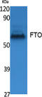 Alpha-ketoglutarate-dependent dioxygenase FTO antibody, A00219-2, Boster Biological Technology, Western Blot image 