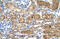 Enhancer of filamentation 1 antibody, 30-713, ProSci, Immunohistochemistry paraffin image 