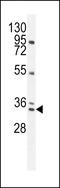 Proline-rich protein BCA3 antibody, LS-C156754, Lifespan Biosciences, Western Blot image 