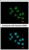 SS18L1 Subunit Of BAF Chromatin Remodeling Complex antibody, NBP2-20486, Novus Biologicals, Immunocytochemistry image 