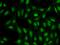 ATPase Phospholipid Transporting 8B4 (Putative) antibody, 206878-T02, Sino Biological, Immunohistochemistry frozen image 