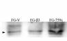 pp60c-src antibody, F48452-0.4ML, NSJ Bioreagents, Western Blot image 